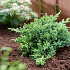 Green Mound Juniper 8 Green Mound Juniper -Garden Plant Store Green Mound Juniper 3 FGT