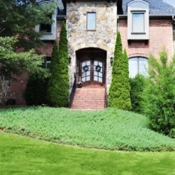 Green Mound Juniper 9 Green Mound Juniper -Garden Plant Store Green Mound Juniper 4