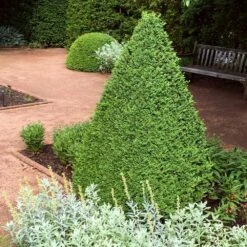 Green Mountain Boxwood Shrub -Garden Plant Store Green Mountain Boxwood 1 FGT