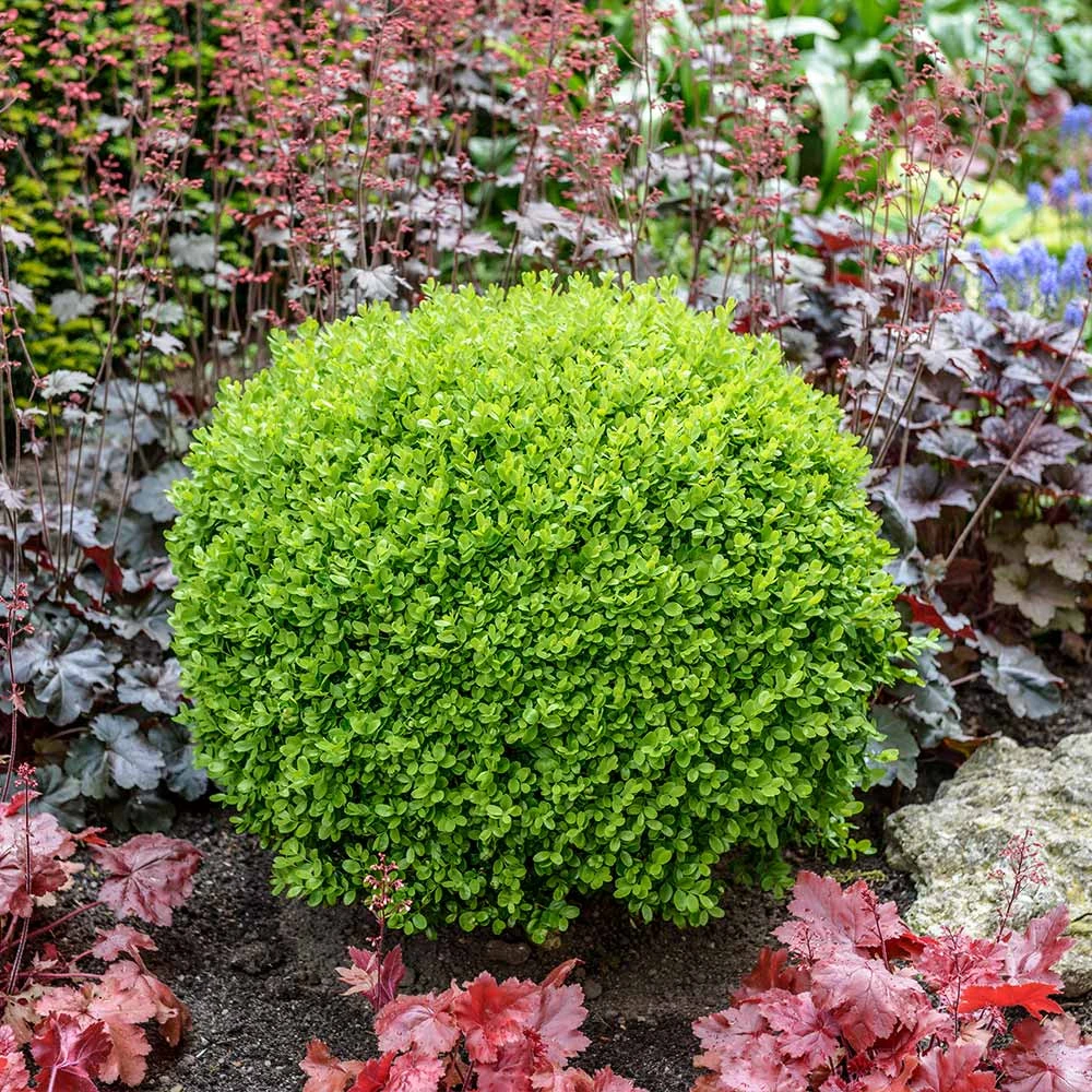 Green Velvet Boxwood Shrub 4 Green Velvet Boxwood Shrub - Image 2