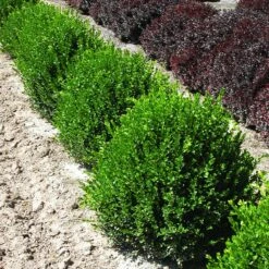 Green Velvet Boxwood Shrub 12 Green Velvet Boxwood Shrub -Garden Plant Store Green Velvet Boxwood 2