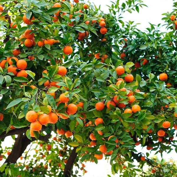 Hamlin Sweet Orange Tree 3 Hamlin Sweet Orange Tree