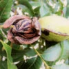 Hardy Pecan 2 Hardy Pecan -Garden Plant Store Hardy pecan FGT 600x600 e00b4782 e4b1 41dd a9a1 1a9a9e073bb8