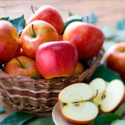 Fuji & Haralson Twisted Apple Tree 11 Fuji & Haralson Twisted Apple Tree -Garden Plant Store Harelson