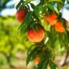 Harvester Peach Tree - USDA Organic -Garden Plant Store Harvest Peach Tree FGT 600x600 61008ff3 adc5 4c69 b7f1 6dad7fb410c0