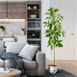 Smoothie Kit 15 Smoothie Kit -Garden Plant Store Hass Avocado 1 FGT