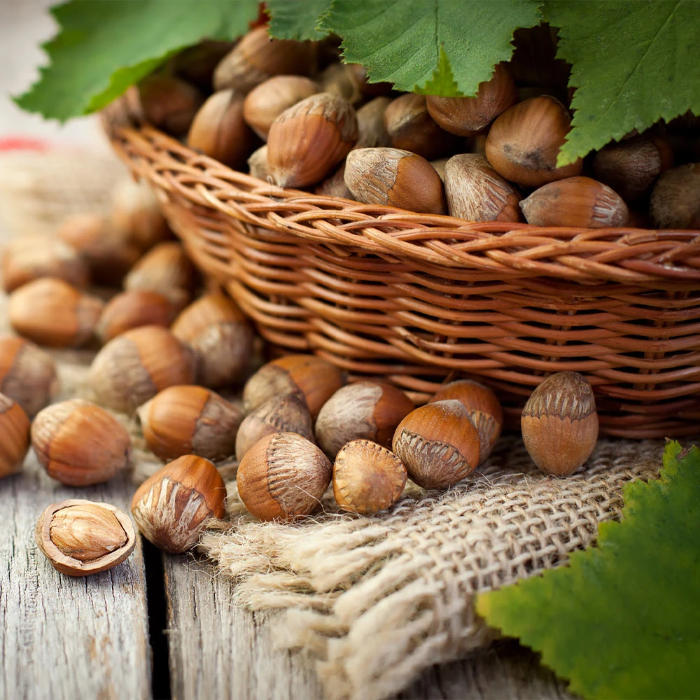 Hazelnut Pollinator Pack 4 Hazelnut Pollinator Pack - Image 2