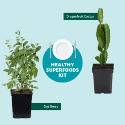 Goji Berry 13 Goji Berry -Garden Plant Store Healthy Superfoods Kit Graphic ceafb56f 8262 49e7 9792 ea28ea2e548e