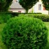 Hetz Midget Thuja Shrub 2 Hetz Midget Thuja Shrub -Garden Plant Store Hetz Midget Thuja FGT 600x600 317e2acc 16e8 4acf b244 cf19612d4675