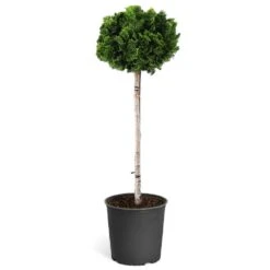 Dwarf Hinoki Cypress Tree 13 Dwarf Hinoki Cypress Tree -Garden Plant Store Hinoki Cypress Standard 1