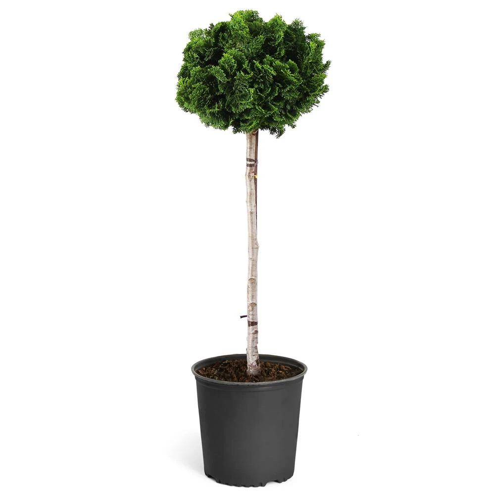 Dwarf Hinoki Cypress Tree 8 Dwarf Hinoki Cypress Tree - Image 6