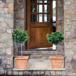 Dwarf Hinoki Cypress Tree 11 Dwarf Hinoki Cypress Tree -Garden Plant Store Hinoki Cypress Standard 2 6bc85b90 3eec 439f 92d1 ae3e8dfe164a