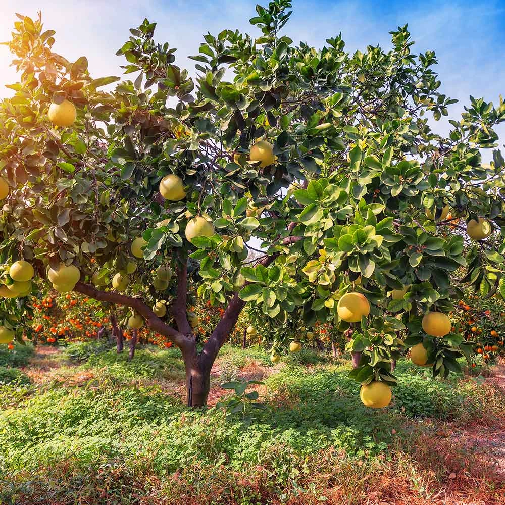 Hirado Pummelo Tree 5 Hirado Pummelo Tree - Image 3
