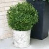 Gem Box® Holly Shrub 2 Gem Box® Holly Shrub -Garden Plant Store Holly Gem Box FGT 600x600 c7245634 5435 4fd3 8af4 9df9d91e4414