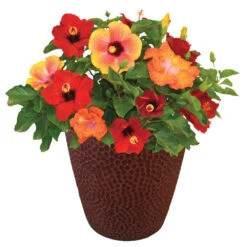 Bloom Bash® Hollywood® Hibiscus 10 Bloom Bash® Hollywood® Hibiscus -Garden Plant Store Hollywood Hibiscu BLoom Bash 1