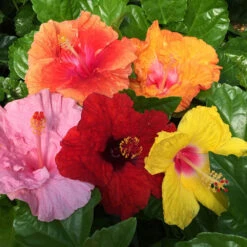 Bloom Bash® Hollywood® Hibiscus 12 Bloom Bash® Hollywood® Hibiscus -Garden Plant Store Hollywood Hibiscu BLoom Bash 2
