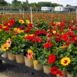 Bloom Bash® Hollywood® Hibiscus 11 Bloom Bash® Hollywood® Hibiscus -Garden Plant Store Hollywood Hibiscu BLoom Bash 4