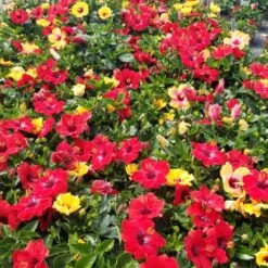 Bloom Bash® Hollywood® Hibiscus 13 Bloom Bash® Hollywood® Hibiscus -Garden Plant Store Hollywood Hibiscu BLoom Bash 5