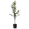 Honeycrisp™ & Cortland Twisted Apple Tree 1 Honeycrisp™ & Cortland Twisted Apple Tree -Garden Plant Store Honeycrisp Cortland Twisted Apple Tree 600x600 30521081 12b0 440d 8d23 47af0082d65e