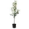 Honeycrisp™ & Sweet Sixteen Twisted Apple Tree 1 Honeycrisp™ & Sweet Sixteen Twisted Apple Tree -Garden Plant Store Honeycrisp Sweet Sixteen Twisted Apple Tree 600x600 fe4854c3 d86b 4cd9 a7a3 c1f767d9103e