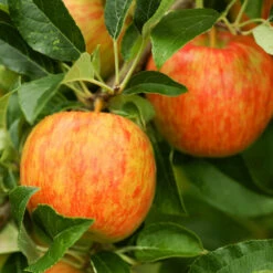 Honeycrisp™ & Sweet Sixteen Twisted Apple Tree -Garden Plant Store Honeycrisp Apple 1 FGT efb35668 b4ca 45ab bd02 64faf523a0bc