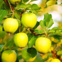 Honeygold Apple Tree 9 Honeygold Apple Tree -Garden Plant Store Honeygold Apple 7