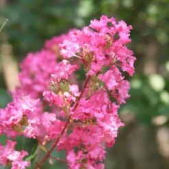 Hopi Crape Myrtle 11 Hopi Crape Myrtle -Garden Plant Store Hopi Crape Myrtle 1