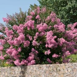 Hopi Crape Myrtle 10 Hopi Crape Myrtle -Garden Plant Store Hopi Crape Myrtle 5