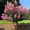 Hopi Crape Myrtle -Garden Plant Store Hopi Crape Myrtle FGT 600x600 f056a88a 0534 44fb 9b52 5b38e7e51bd1