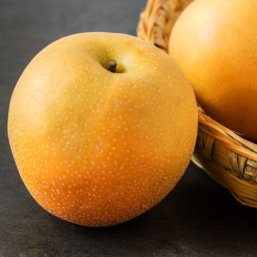 Hosui Asian Pear Tree 5 Hosui Asian Pear Tree - Image 3