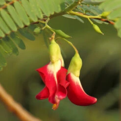 Red Hummingbird Tree (Sesbania Grandiflora) -Garden Plant Store Hummingbird Tree 5 FGT