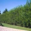 Willow Hybrid Tree 1 Willow Hybrid Tree -Garden Plant Store Hybrid Willow 2