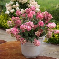Fire Light® Hydrangea Shrub -Garden Plant Store Hydrangea FIrelight 6