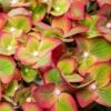 Pistachio Hydrangea Shrub -Garden Plant Store Hydrangea Pistachio 600x600 73c47d11 e018 407a 8bd9 ac8517640cb6