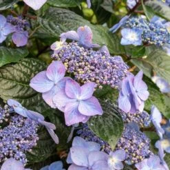 Endless Summer® Pop Star® Bigleaf Hydrangea -Garden Plant Store Hydrangea Pop Star 2