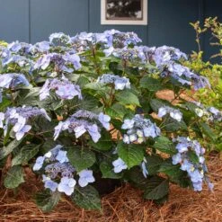 Endless Summer® Pop Star® Bigleaf Hydrangea -Garden Plant Store Hydrangea Pop Star 4 FGT