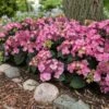 Endless Summer® Pop Star® Bigleaf Hydrangea 1 Endless Summer® Pop Star® Bigleaf Hydrangea -Garden Plant Store Hydrangea Pop Star FGT 600x600 0c83e550 fcaf 4086 b2ff 076f1346bce2
