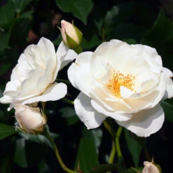 Iceberg Rose Tree 7 Iceberg Rose Tree -Garden Plant Store Iceberg Roses 1 FGT 401b5cfd f74e 47cf 8dd3 13db8095f5b6