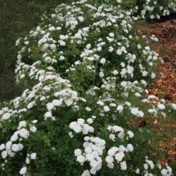 Icy Drift® Rose -Garden Plant Store Icy Drift Rose 1 FGT