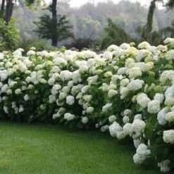 Incrediball® Hydrangea Shrub 8 Incrediball® Hydrangea Shrub -Garden Plant Store Incrediball Hydrangea 1 FGT