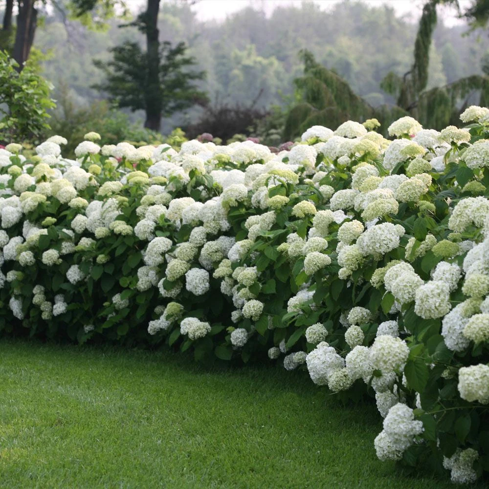 Incrediball® Hydrangea Shrub 5 Incrediball® Hydrangea Shrub - Image 3