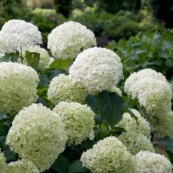 Incrediball® Hydrangea Shrub 7 Incrediball® Hydrangea Shrub -Garden Plant Store Incrediball Hydrangea 2 FGT