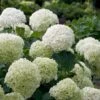 Incrediball® Hydrangea Shrub -Garden Plant Store Incrediball Hydrangea FGT 600x600 db11fa34 d7f4 42e8 b522 b771f9dfae02