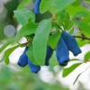 Indigo Treat Haskap (Honeyberry) -Garden Plant Store Indigo Treat Hascap 600x600 8b414e9e c4dd 4dc4 89bf ac7e5d3e4c50