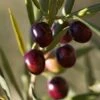 Italian Olive Tree 1 Italian Olive Tree -Garden Plant Store Italian Olive Tree 350W