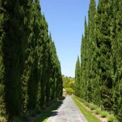 Italian Cypress 13 Italian Cypress -Garden Plant Store Italian Cypress 1 FGT