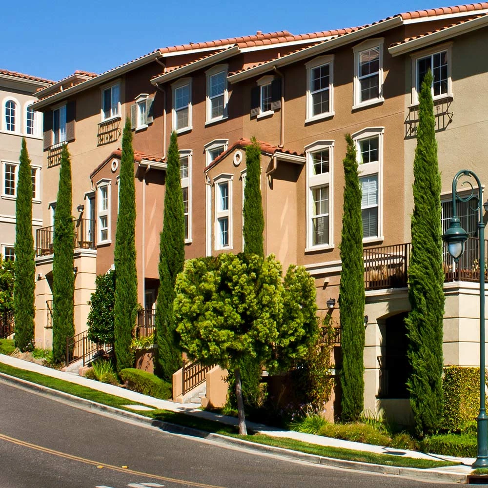 Italian Cypress 8 Italian Cypress - Image 6