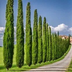 Italian Cypress 12 Italian Cypress -Garden Plant Store Italian Cypress 6 FGT