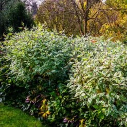 Ivory Halo Dogwood Shrub -Garden Plant Store Ivory Halo Dogwood 2