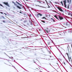 Ivory Halo Dogwood Shrub -Garden Plant Store Ivory Halo Dogwood 4